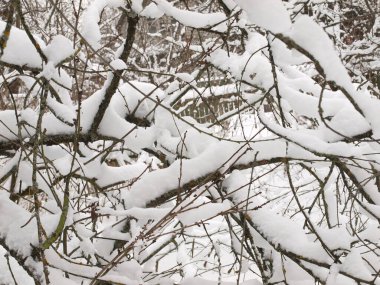 Kış bahçesinde karla kaplı yaşlı bir ağaç..      