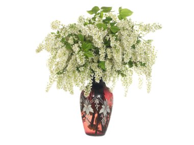 Beyaz arka planda izole edilmiş cam bir vazoda çiçek açan kuş kirazı dalları..       