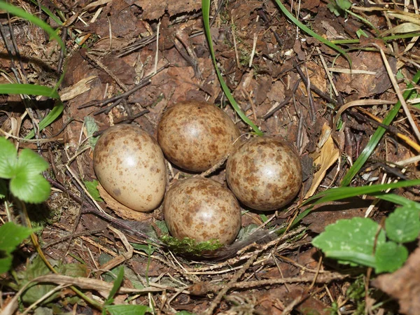 Laying Forest Bird Eggs Nest Ground Summer Forest Bird Eggs — Stock Photo, Image