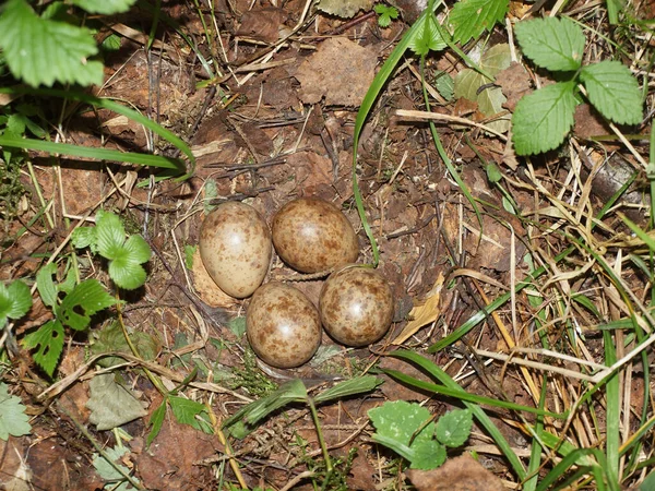 Laying Forest Bird Eggs Nest Ground Summer Forest Bird Eggs — Stock Photo, Image