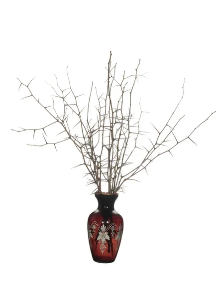 長い針と白の背景に隔離された古典的な形の赤いガラスの花瓶に葉のない黒とげの乾燥した枝 — ストック写真