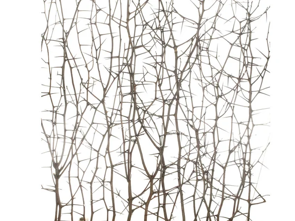 Trockene Schlehenzweige Mit Langen Nadeln Und Ohne Blätter Isoliert Auf — Stockfoto