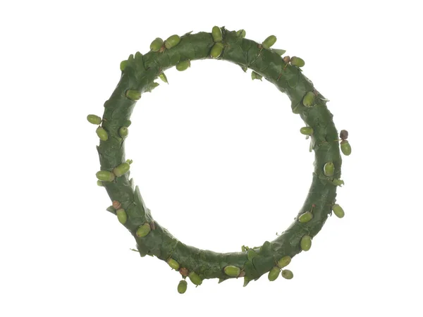 Wreath Frame Made Oak Leaves Acorns Isolated White Background — Stock Photo, Image