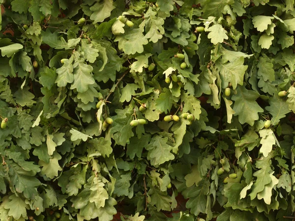 Green Oak Leaves Green Acorns Summer Day Wonderful Background — Stock Photo, Image