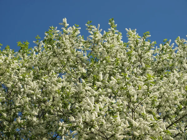 Blossoming bird cherry against the blue sky in early spring. — Stock Photo, Image