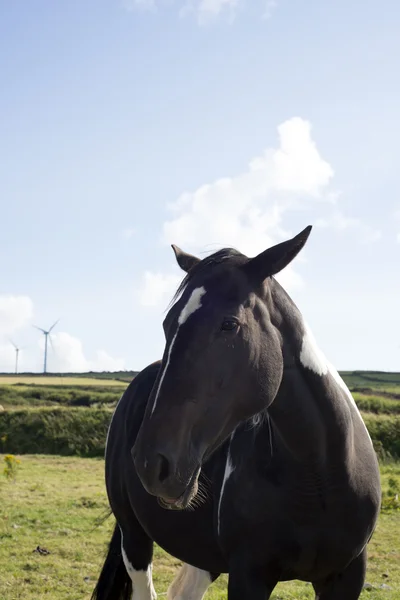 Лошадь в поле с ветряными мельницами — стоковое фото