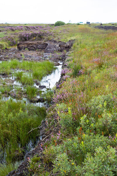 wild bogland landscape