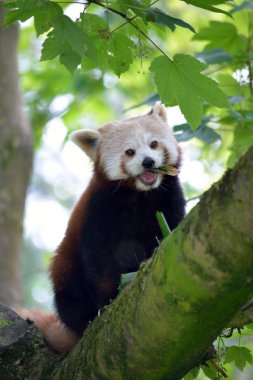 Ağaç dalı üzerinde kırmızı panda
