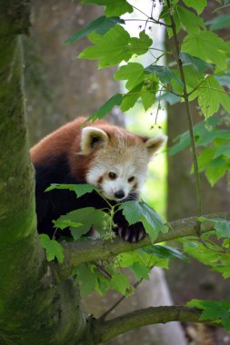 fota wildlife Park ağaç üzerinde kırmızı panda