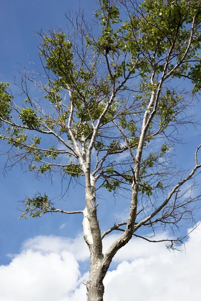 Single leafed tree — Stock Photo, Image