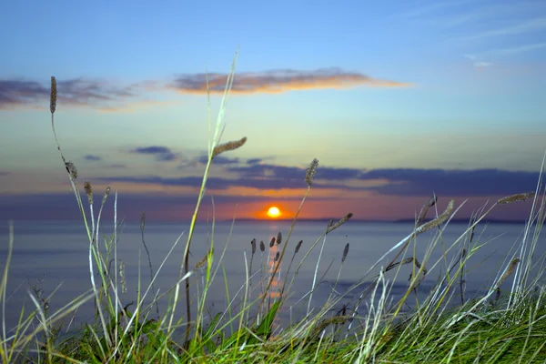 Por do sol sobre clare com cardos selvagens — Fotografia de Stock