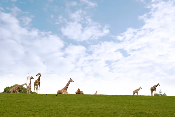 Giraffe herd gathering in the grass — Stock Photo, Image