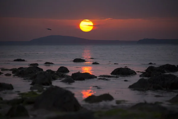 Möwen fliegen in der Nähe des Buchenstrandes — Stockfoto