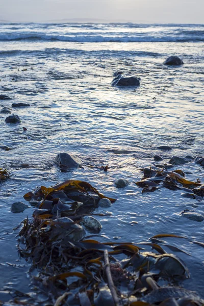 Algen am felsigen Buchenstrand — Stockfoto