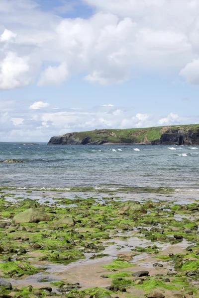 Seaweed covered rocks and cliffs — Stock Photo, Image