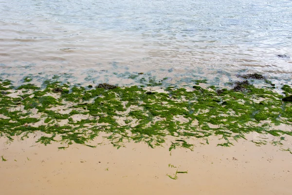 Youghal bright green seaweed — Stock Photo, Image