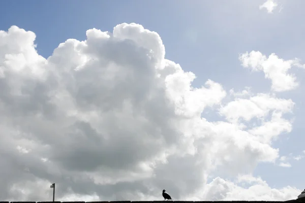 Amsel an einer Wand — Stockfoto