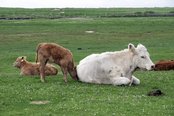 Terneros y madre descansando sobre la hierba verde —  Fotos de Stock
