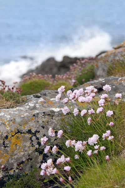 Küstenrosa Wildblumen — Stockfoto