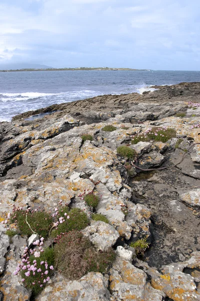 沿海爱尔兰粉红色野花 — 图库照片