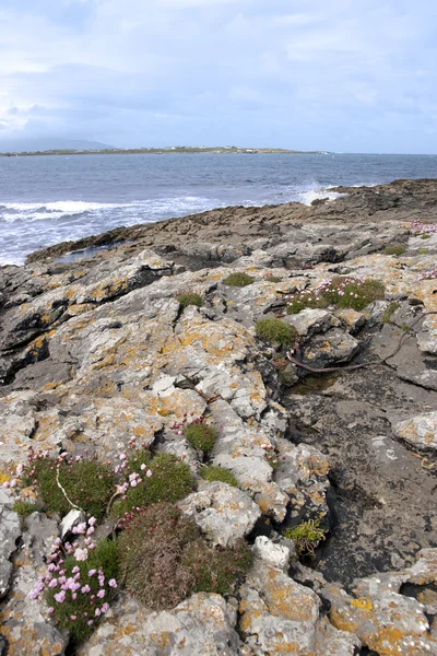 Coastal Irish pink wildflowers — Stock Photo, Image