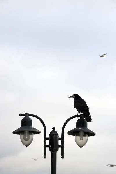 Corvo empoleirado em cima da lâmpada — Fotografia de Stock