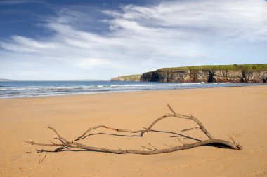 dalgaların karaya attığı odun Ballybunion plaj