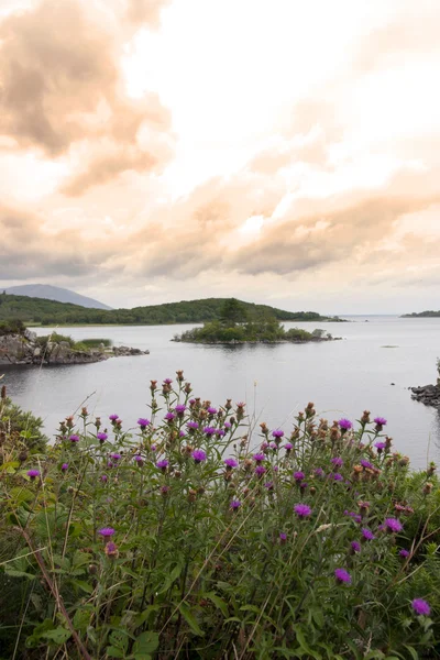 Donegal jezero a thisles — Stock fotografie