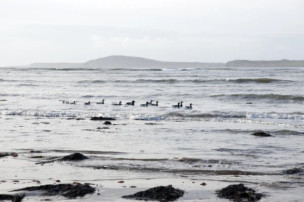 Flock of ducks swiiming together — Stock Photo, Image