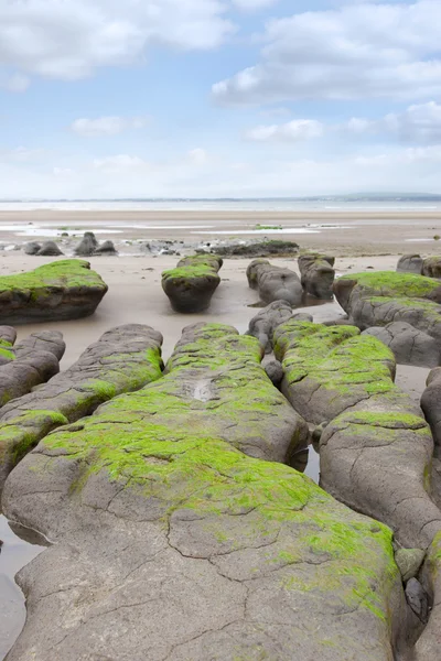 Grüne Schlammbänke am Strand von Beal — Stockfoto