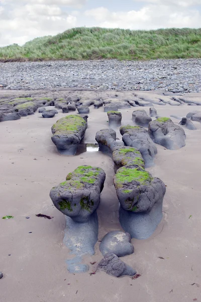 Yeşil slimey çamur bankalar Beal Beach — Stok fotoğraf