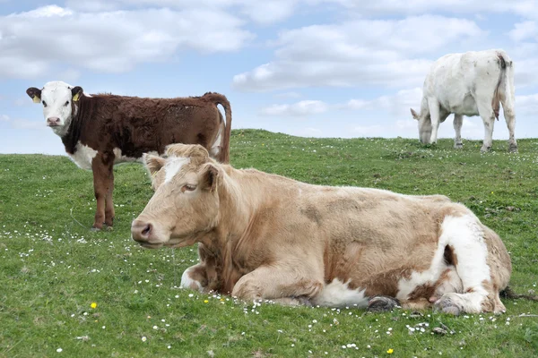 Bovini irlandesi che si nutrono della lussureggiante erba verde — Foto Stock