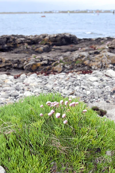 Irish coastal pink wildflowers — Stock Photo, Image
