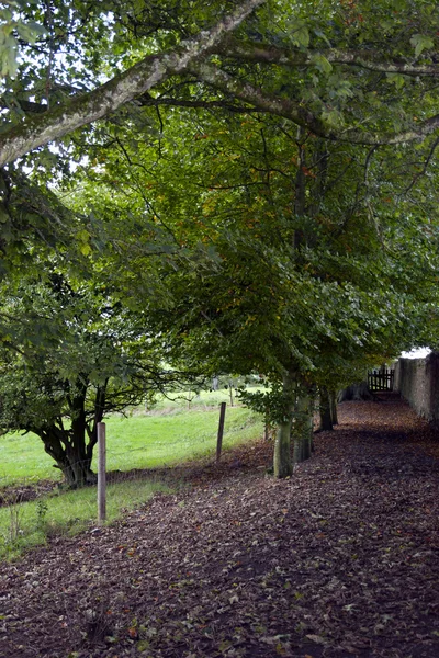 Leafy path by the rock of Cashel — Stock Photo, Image