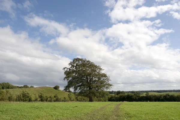 Lone big tree in a field — Stock Photo, Image