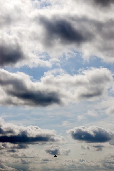 Einsamer Vogel fliegt in den Himmel — Stockfoto