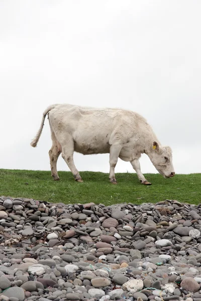 沿岸の緑の草を食べて孤独な牛 — ストック写真