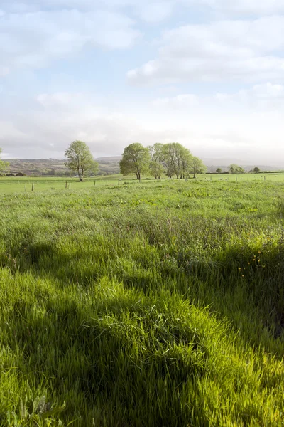 Hierba verde larga para el suelo — Foto de Stock