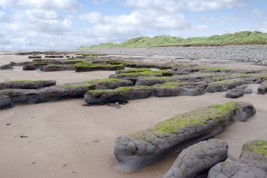Bankalar ve büyük kumulları Beal Plajı'nda çamur