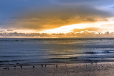 kuşlar Beal sunset plajında