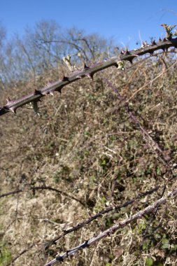 Brambles İrlandalı kırsal kesimde keskin