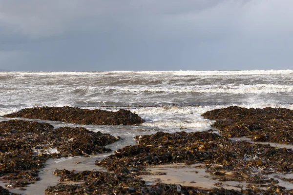 Algas marinas lavadas en la playa —  Fotos de Stock