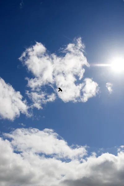 Einzelner Vogel, der am Himmel fliegt — Stockfoto