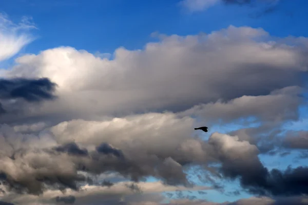 Solo pájaro volando en las nubes —  Fotos de Stock