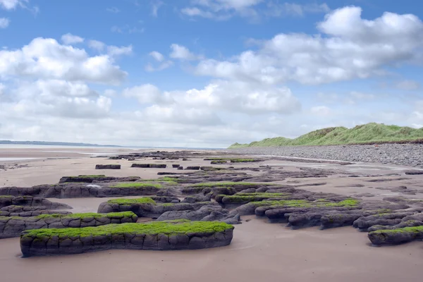 Slimey green mud banks at Beal beach — Stock Photo, Image