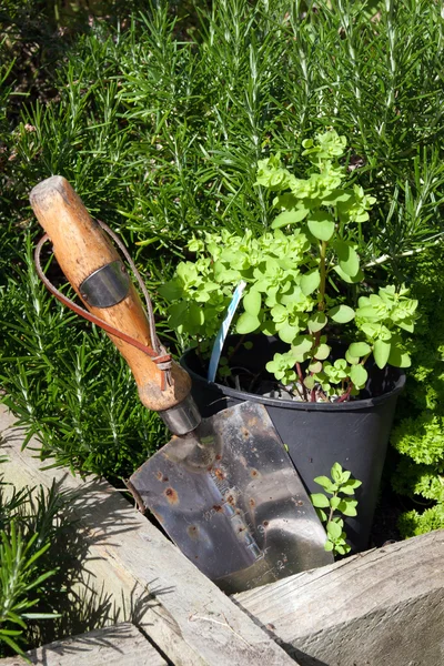 Edelstahl-Gartenkelle im Kräutergarten — Stockfoto