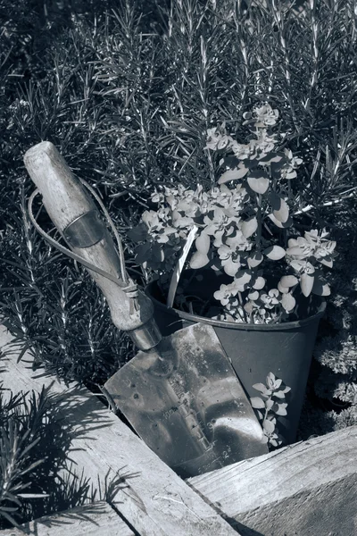 Spatola da giardino in acciaio inox tonica nel giardino delle erbe — Foto Stock