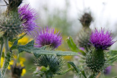 vahşi İrlandalı thistle