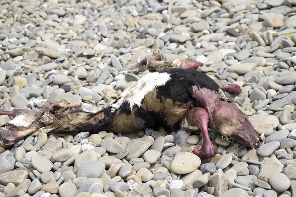 Туша животного на галечном пляже — стоковое фото