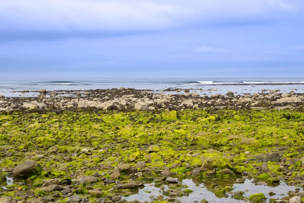 Ballybunion strand zeewier gedekt rotsen — Stockfoto